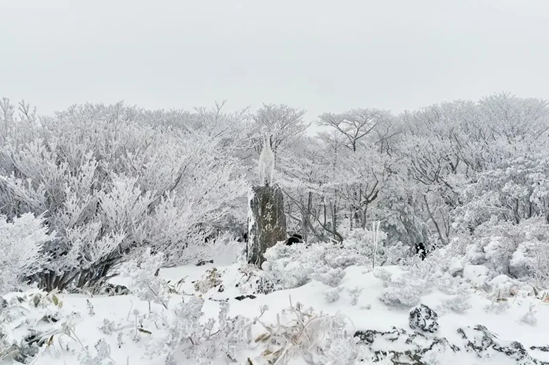 dao jeju han quoc