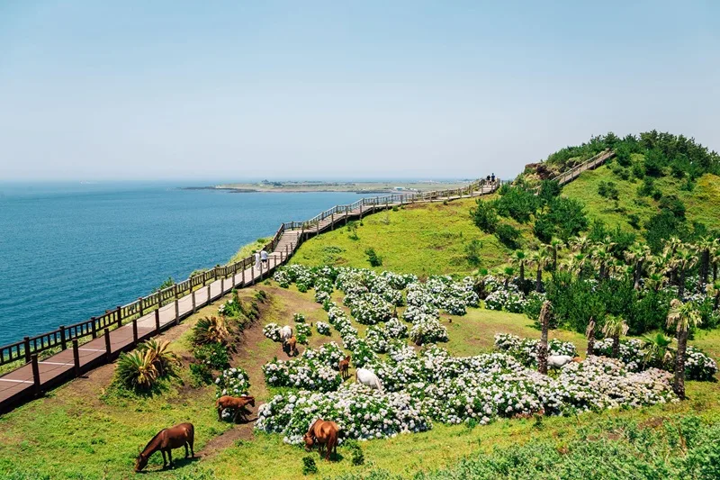 dao jeju han quoc